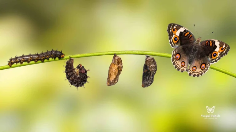 proceso de la oruga a la mariposa en una ramita de arbol fases del Método Magui Block®